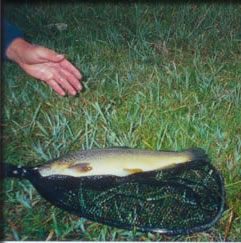 New Mexico Fly Fishing