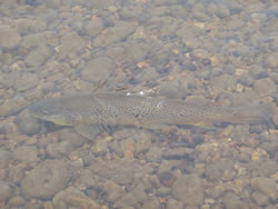 Culebra FColorado Fly Fishing