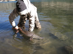 Rio Grande Pike Fishing